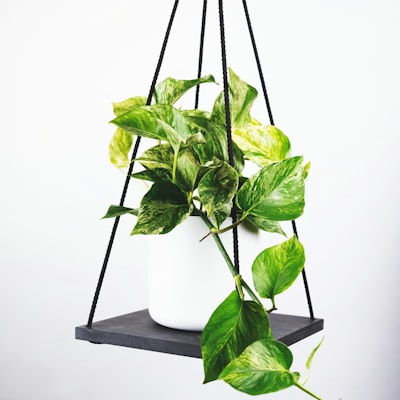 西甲皇家马德里队经典白色球衣及欧冠奖杯展示